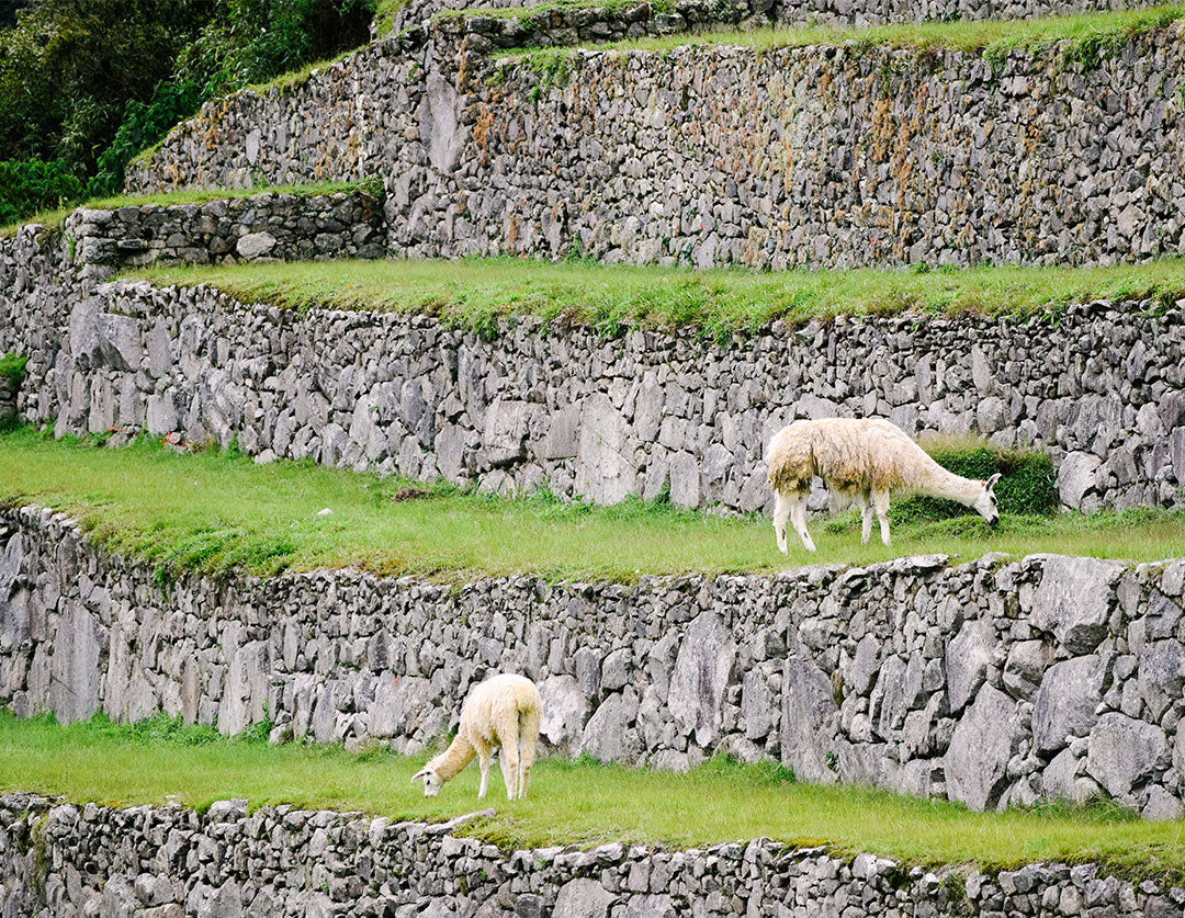 alpacas